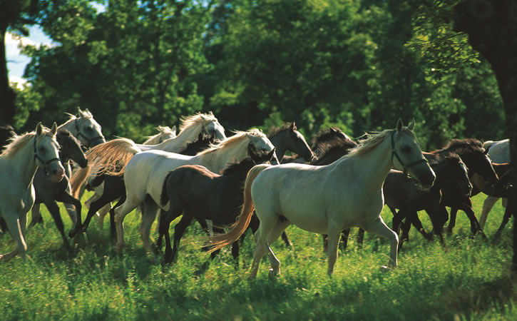 Lipica stud farm